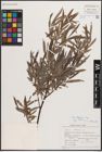Foto von Salix eleagnos subsp. eleagnos Scop.